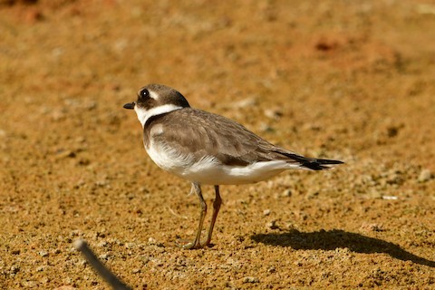Common Ringed Plover - ML644146790