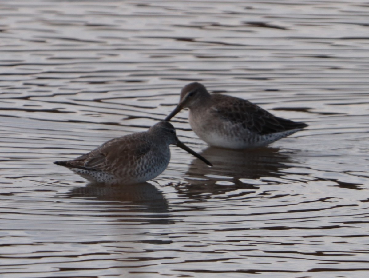 Short-billed/Long-billed Dowitcher - ML644146793