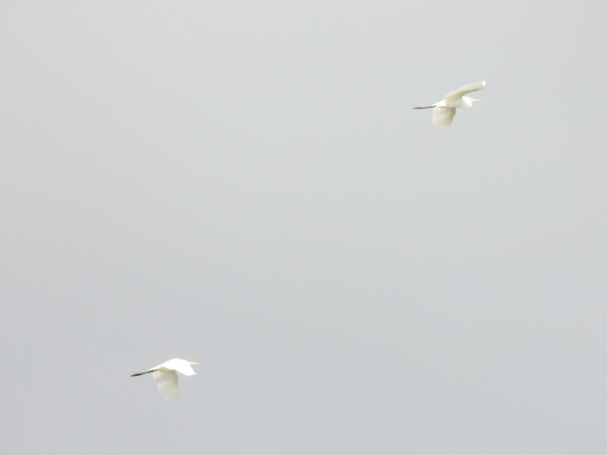 Great Egret - ML644146807