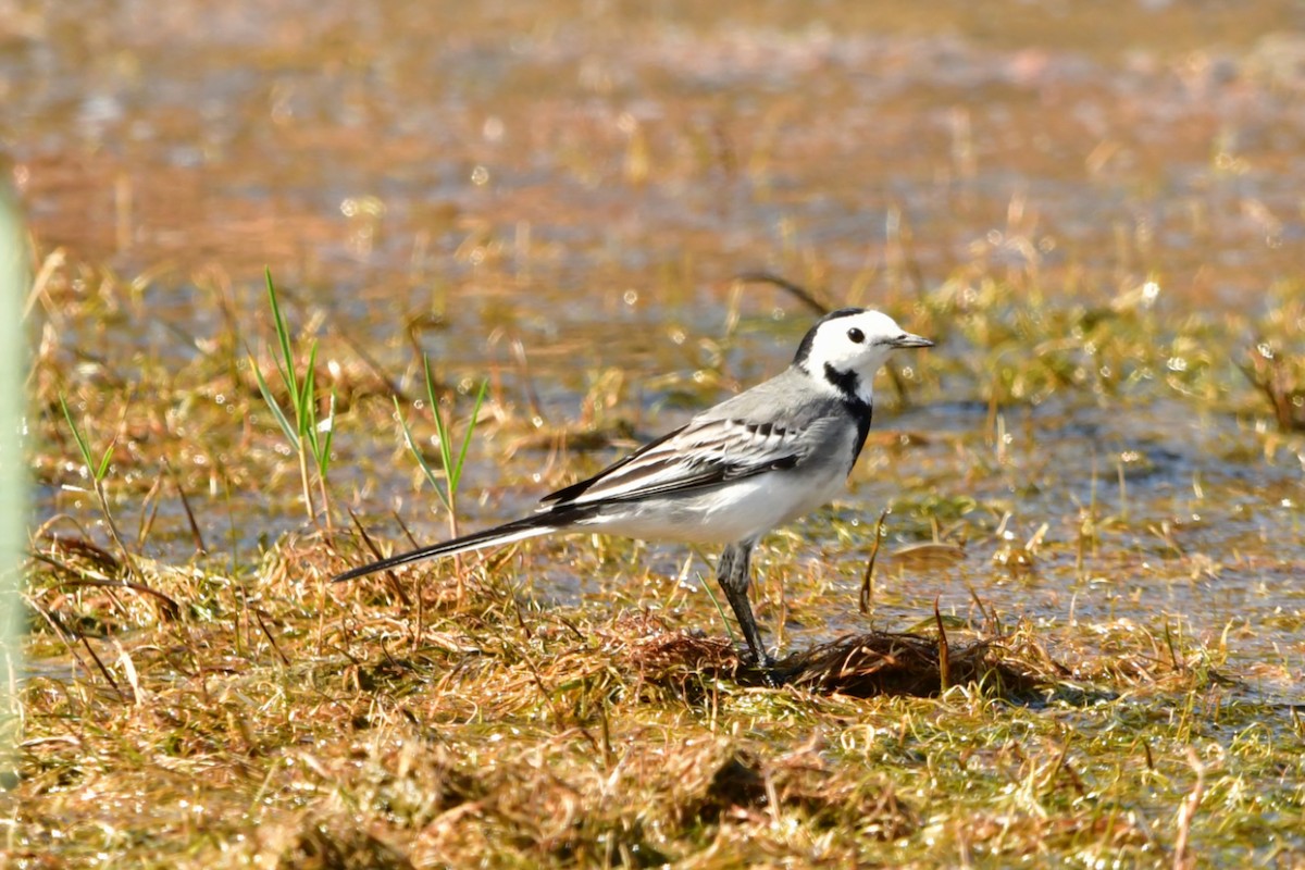 White Wagtail - ML644146814
