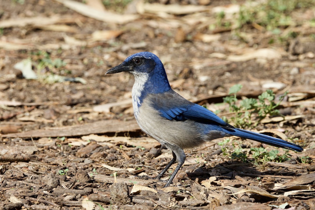 Chara de Santa Cruz - ML644146815