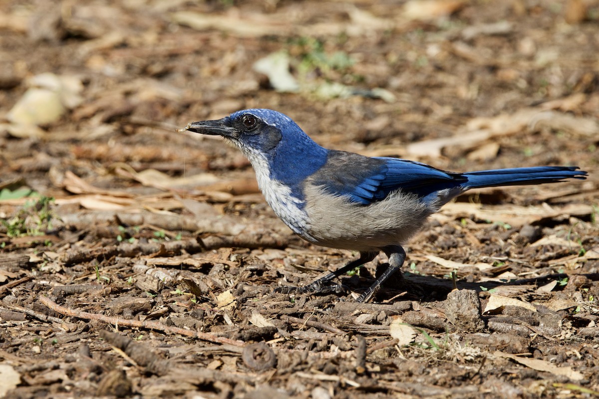 Chara de Santa Cruz - ML644146816