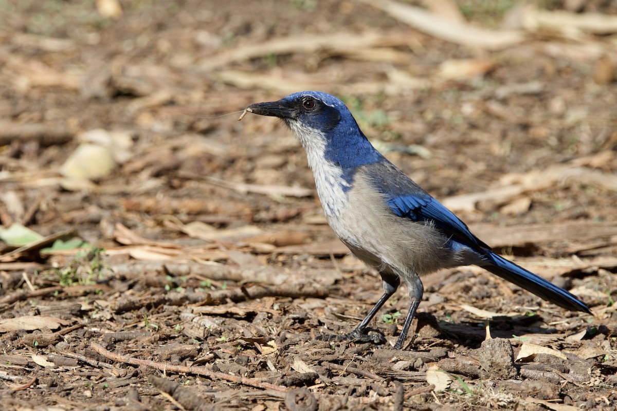 Chara de Santa Cruz - ML644146817