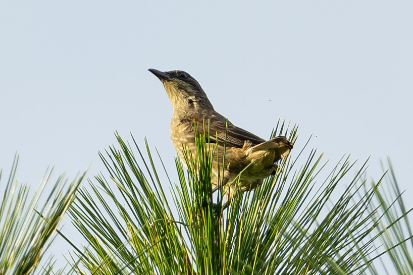 Polynesian Starling - ML644146818