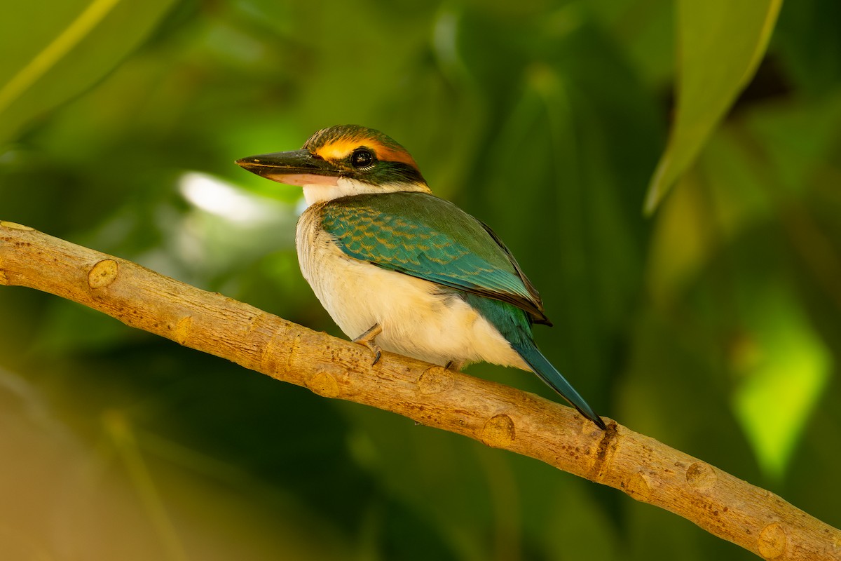 Pasifik Yalıçapkını - ML644146822