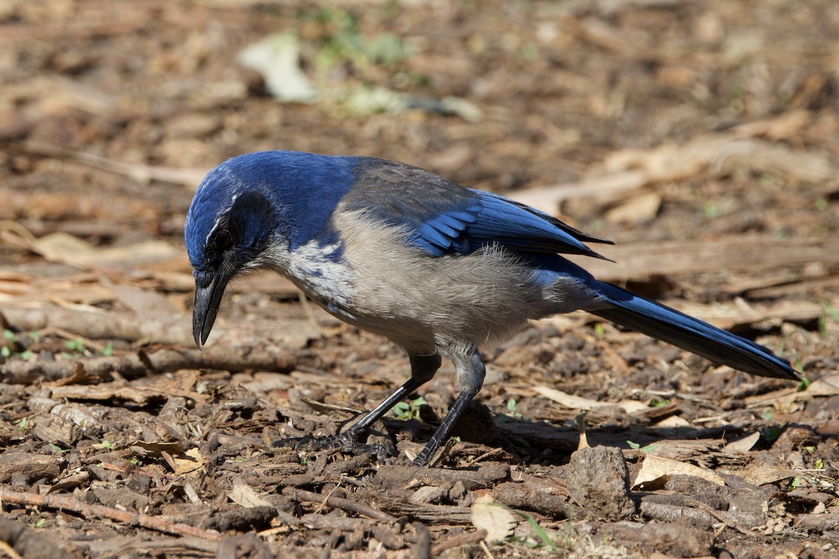 Chara de Santa Cruz - ML644146825