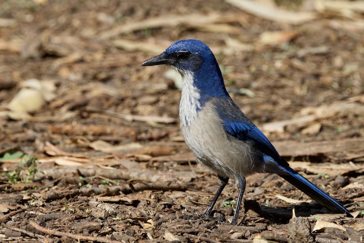 Chara de Santa Cruz - ML644146826