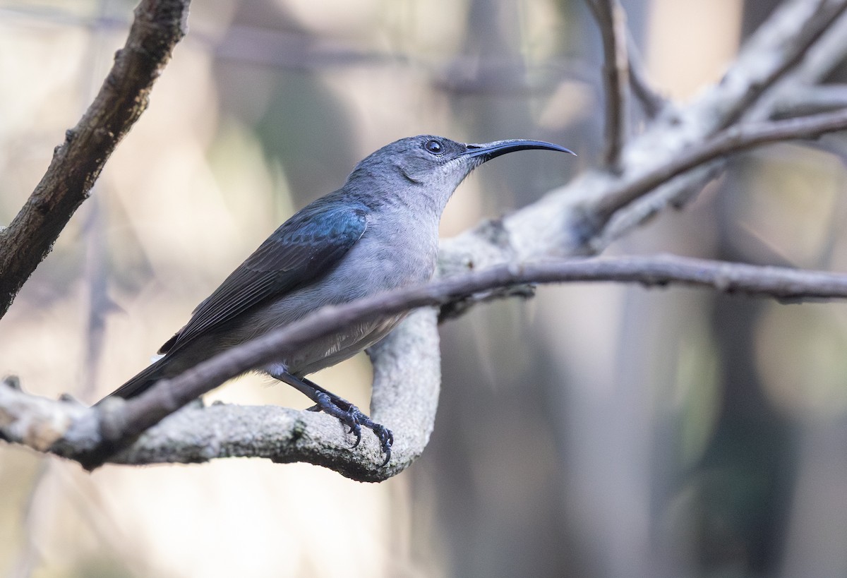 Suimanga Ratonil - ML644146835