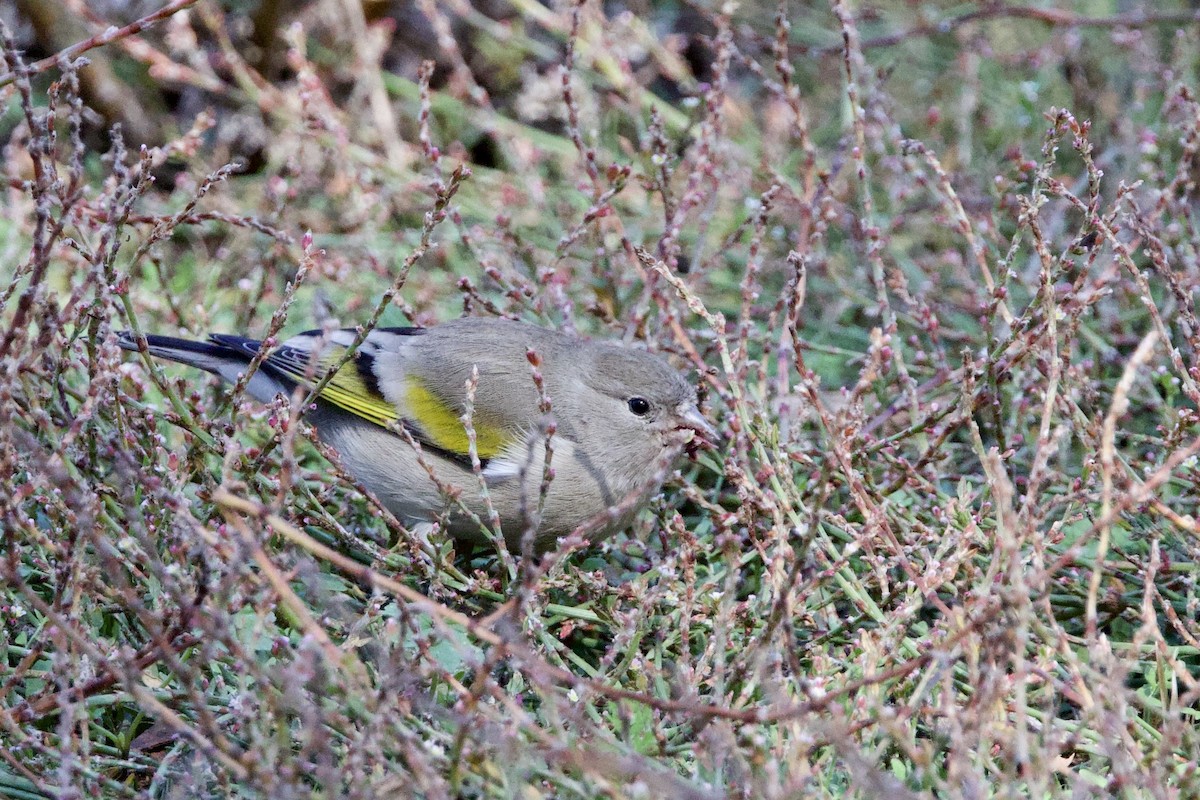 Lawrence's Goldfinch - ML644146846