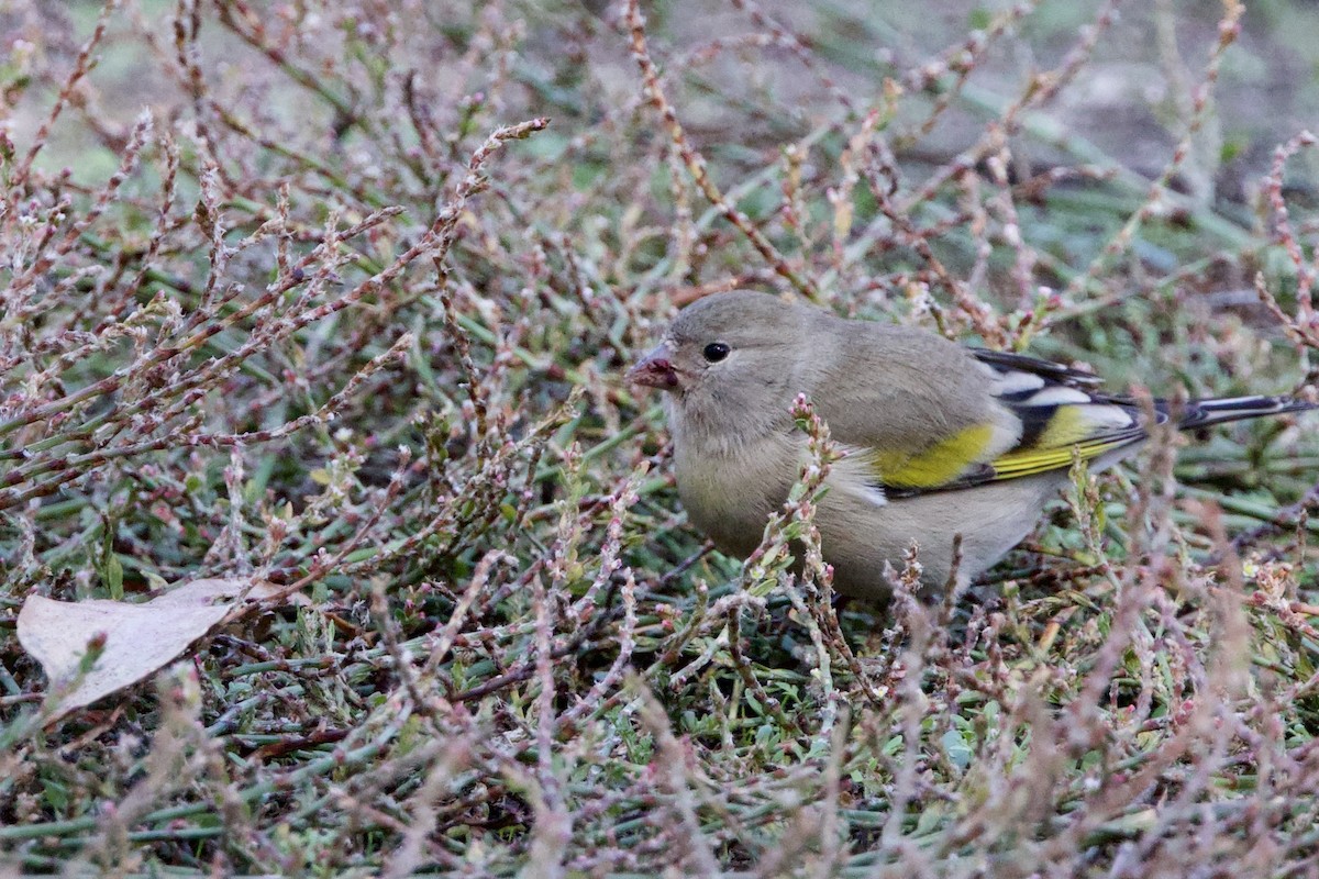 Lawrence's Goldfinch - ML644146853