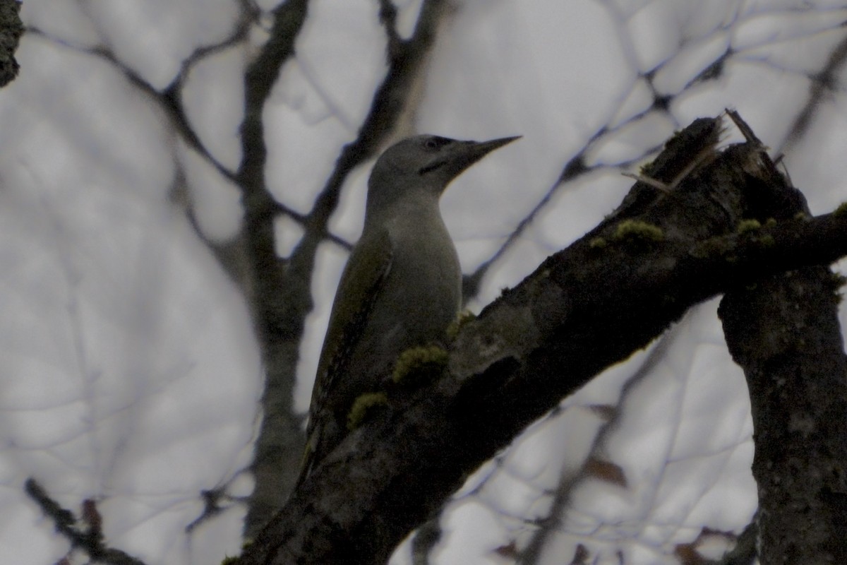 Grauspecht - ML644146857