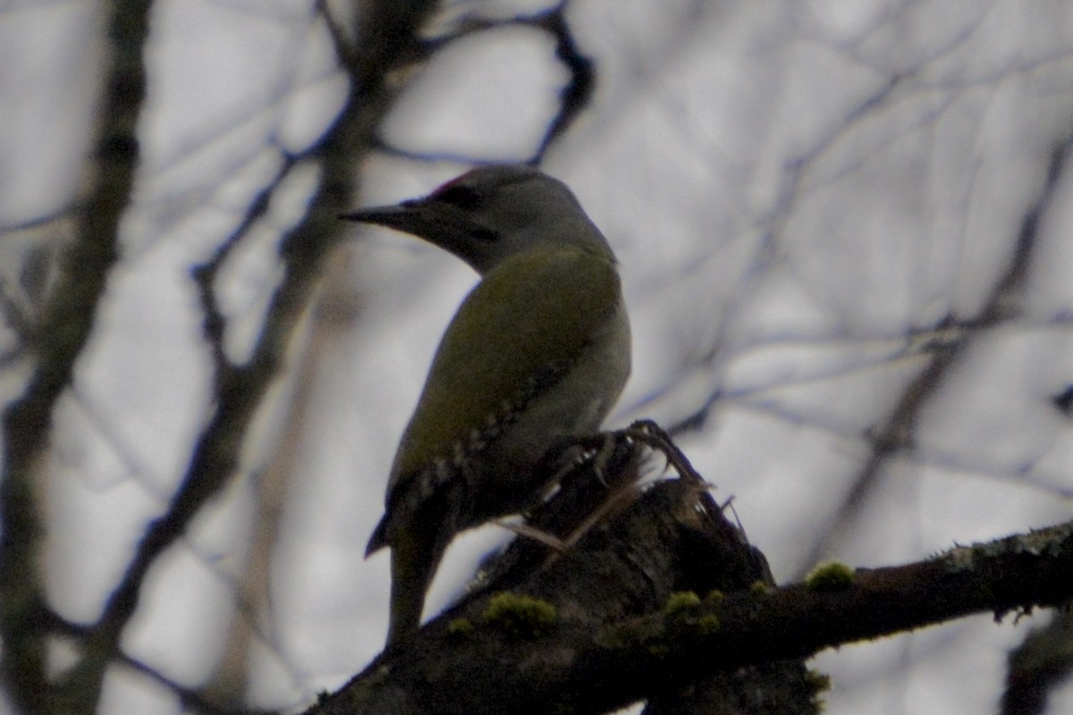 Grauspecht - ML644146858