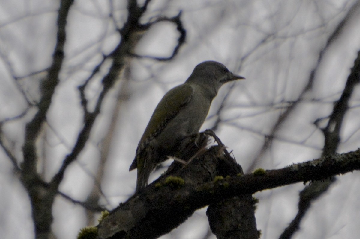 Grauspecht - ML644146859