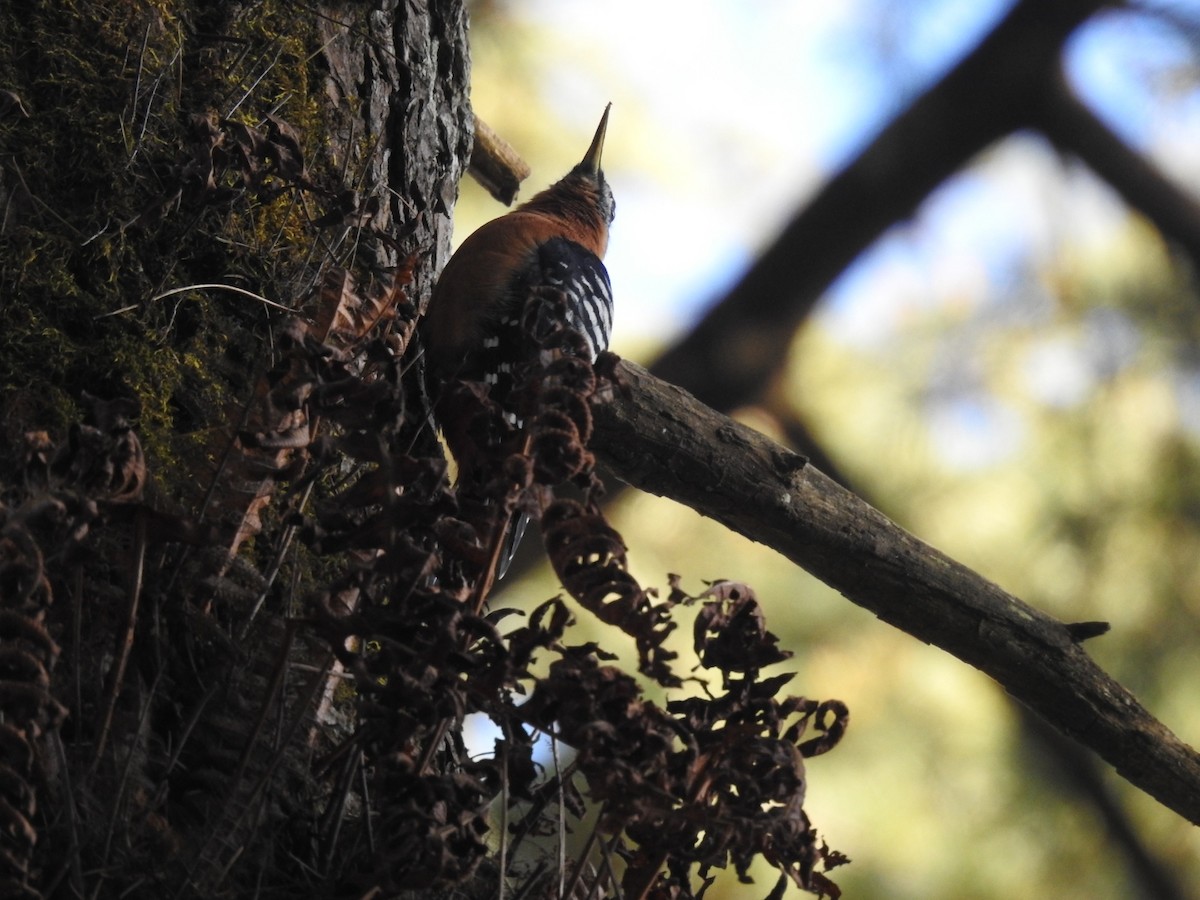 Rufous-bellied Woodpecker - ML644146863