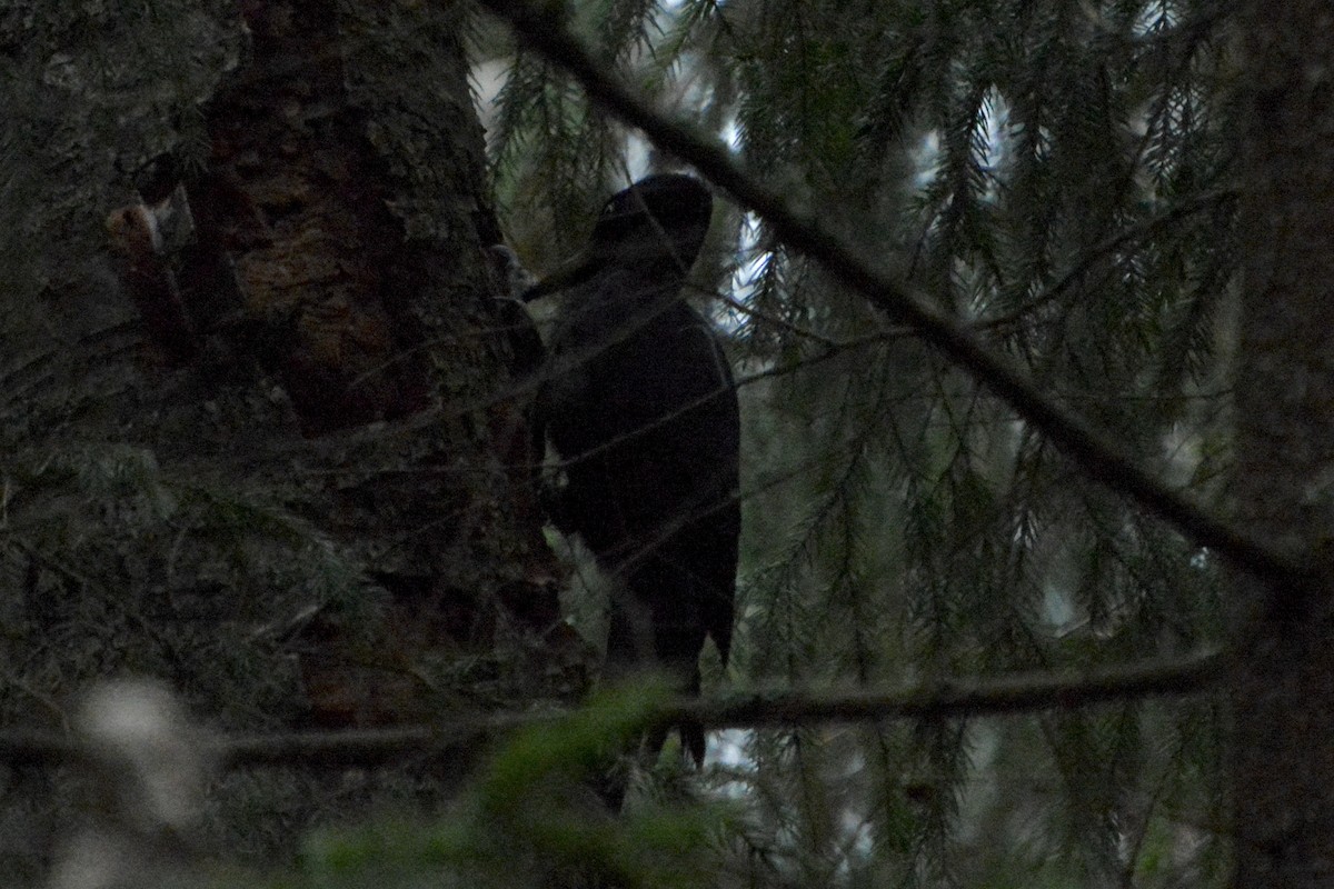 Schwarzspecht - ML644146869