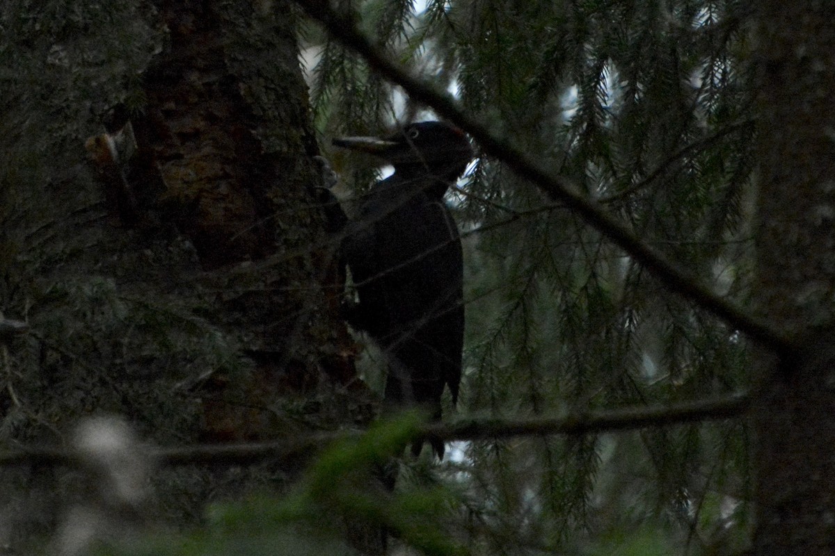 Schwarzspecht - ML644146870