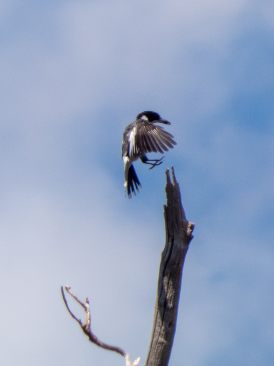 Gray Butcherbird - ML644146871