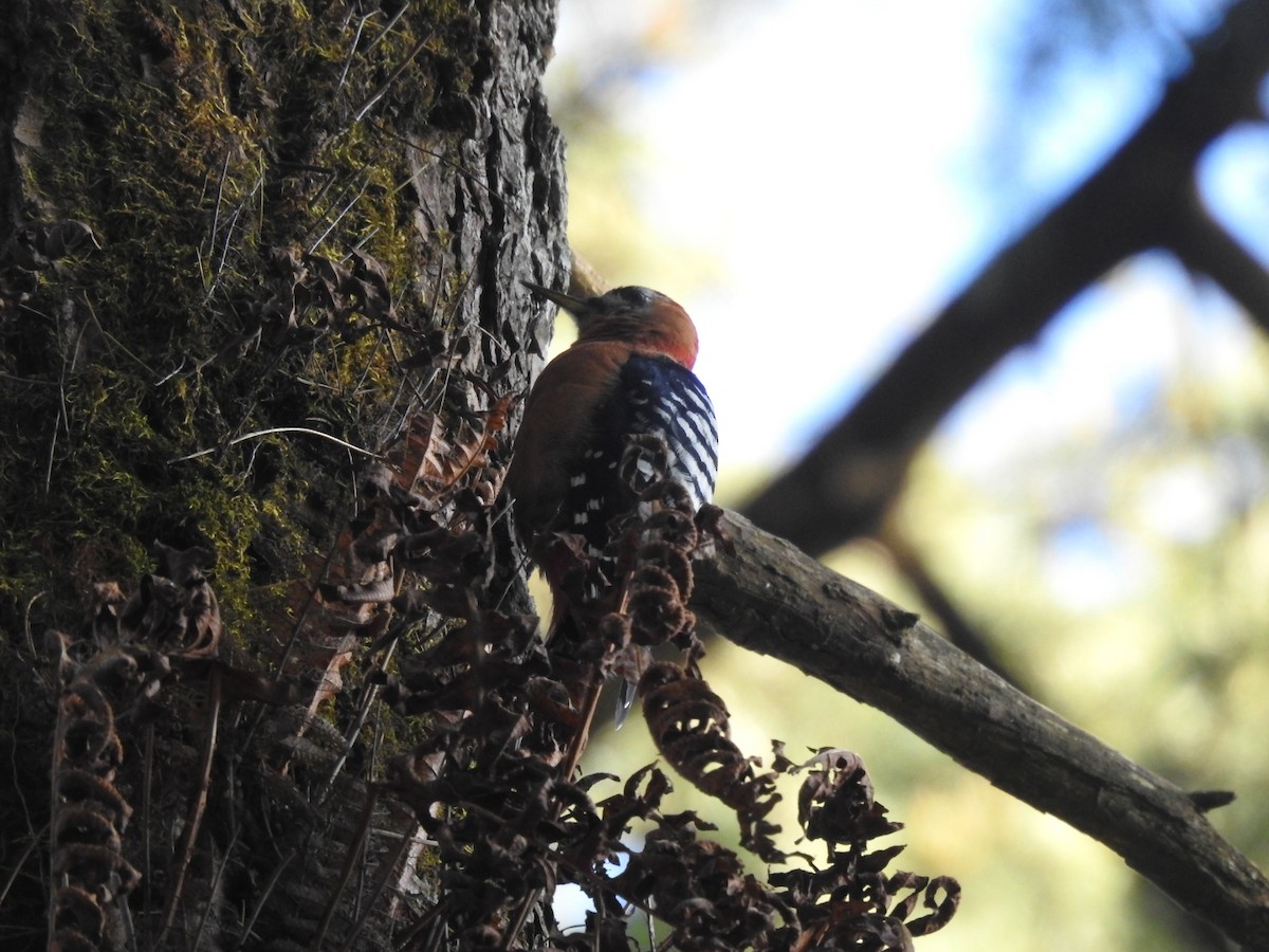 Rufous-bellied Woodpecker - ML644146874