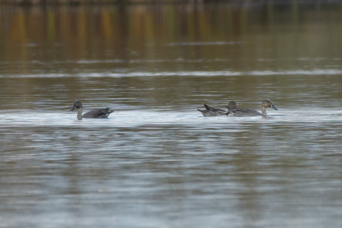 Northern Pintail - ML644146875
