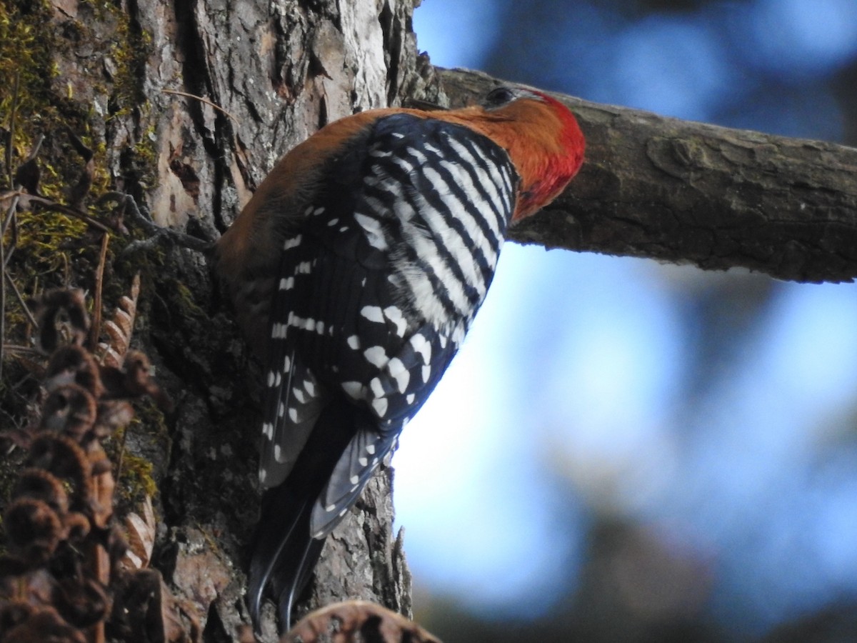 Rufous-bellied Woodpecker - ML644146880