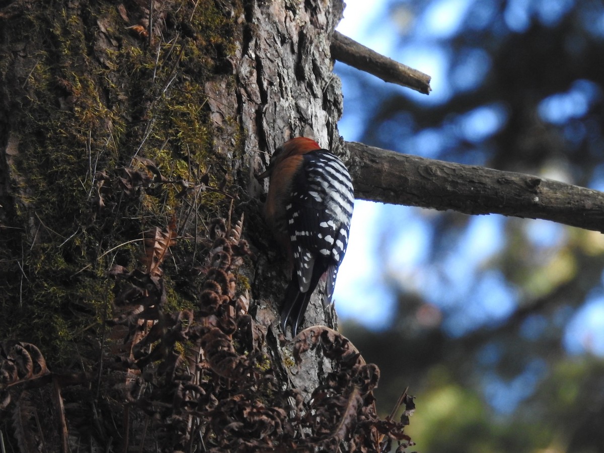 Rufous-bellied Woodpecker - ML644146886