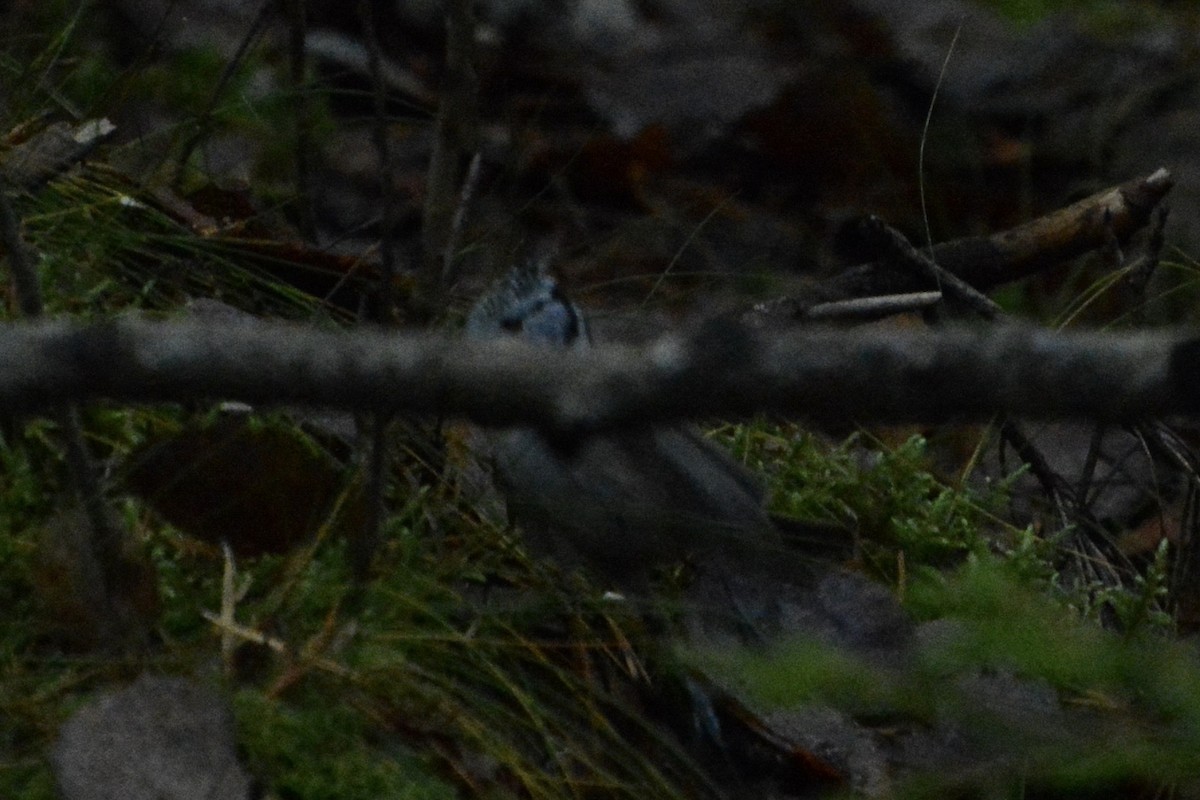 Haubenmeise - ML644146887