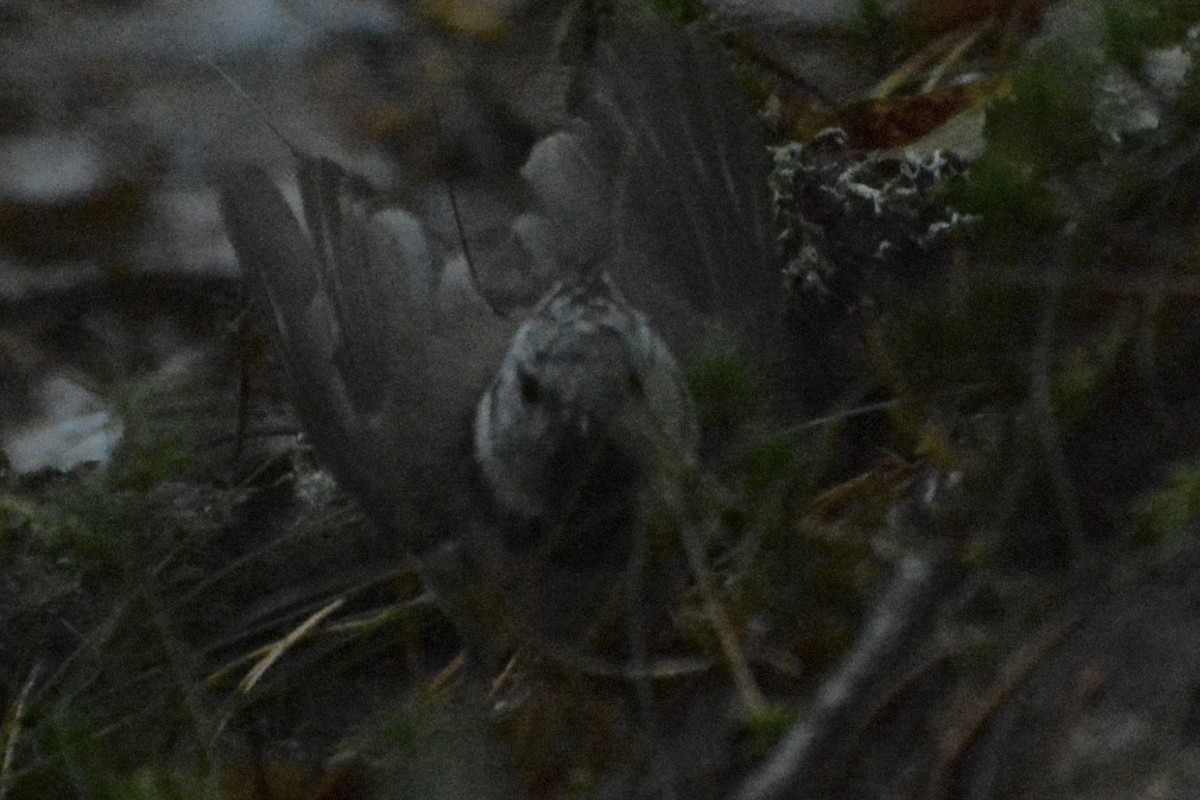 Haubenmeise - ML644146888