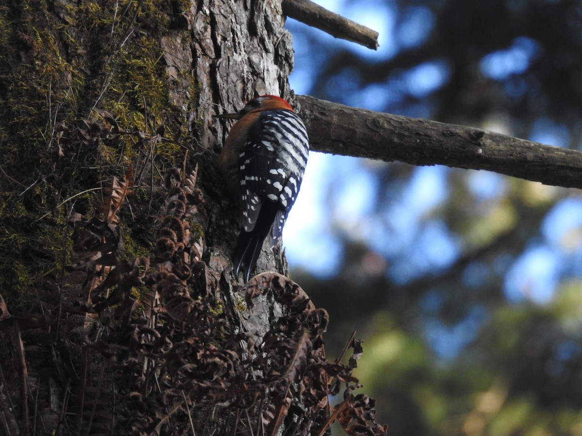 Rufous-bellied Woodpecker - ML644146890