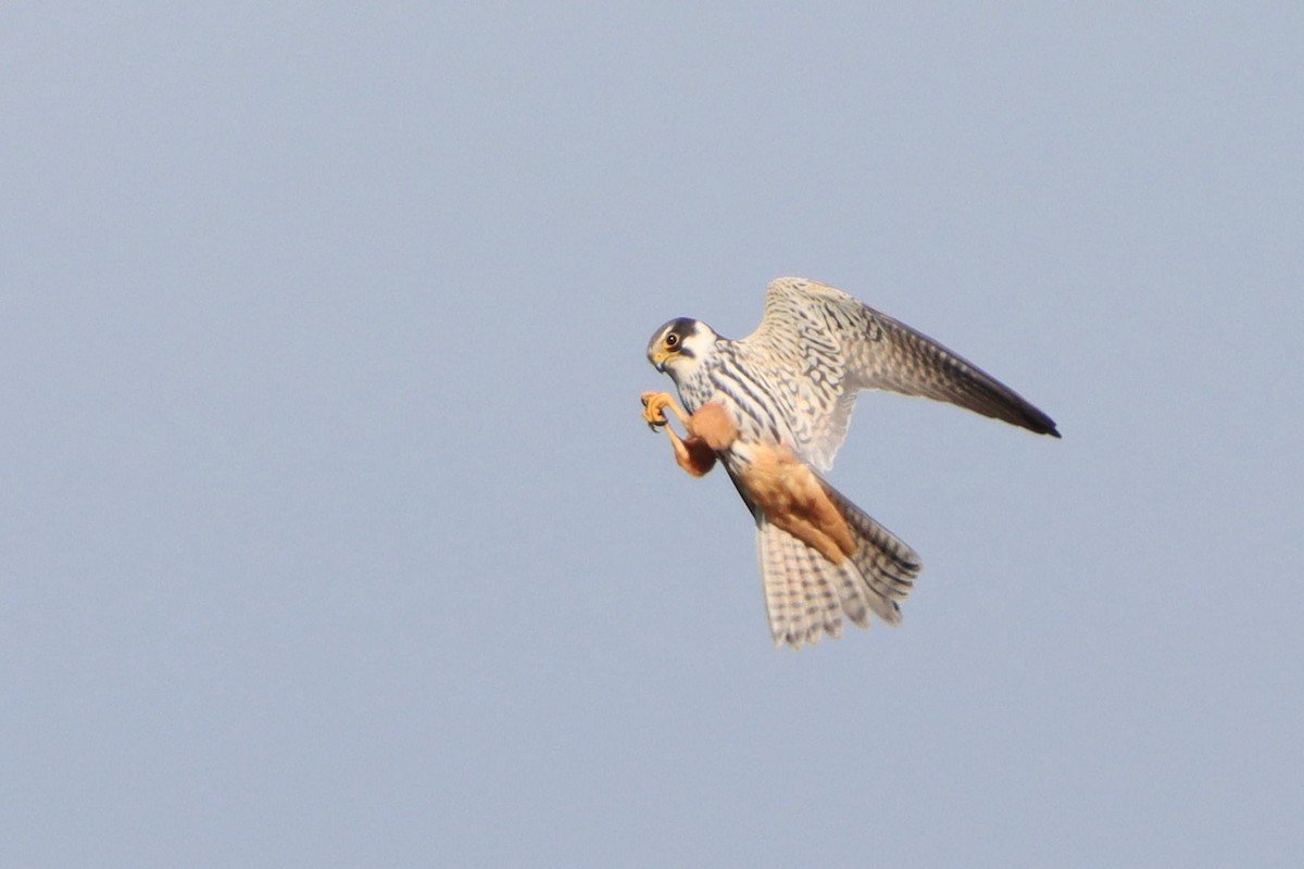 Eurasian Hobby - ML644146898