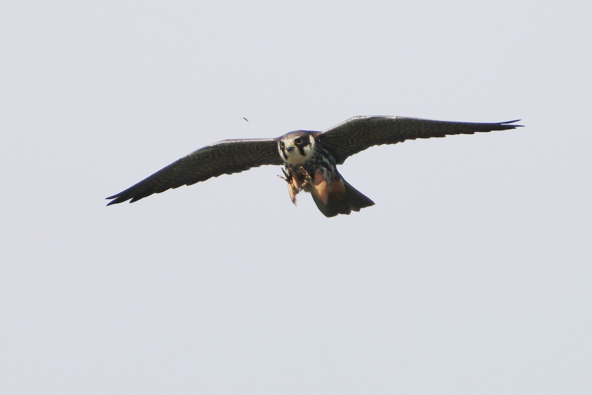 Eurasian Hobby - ML644146900