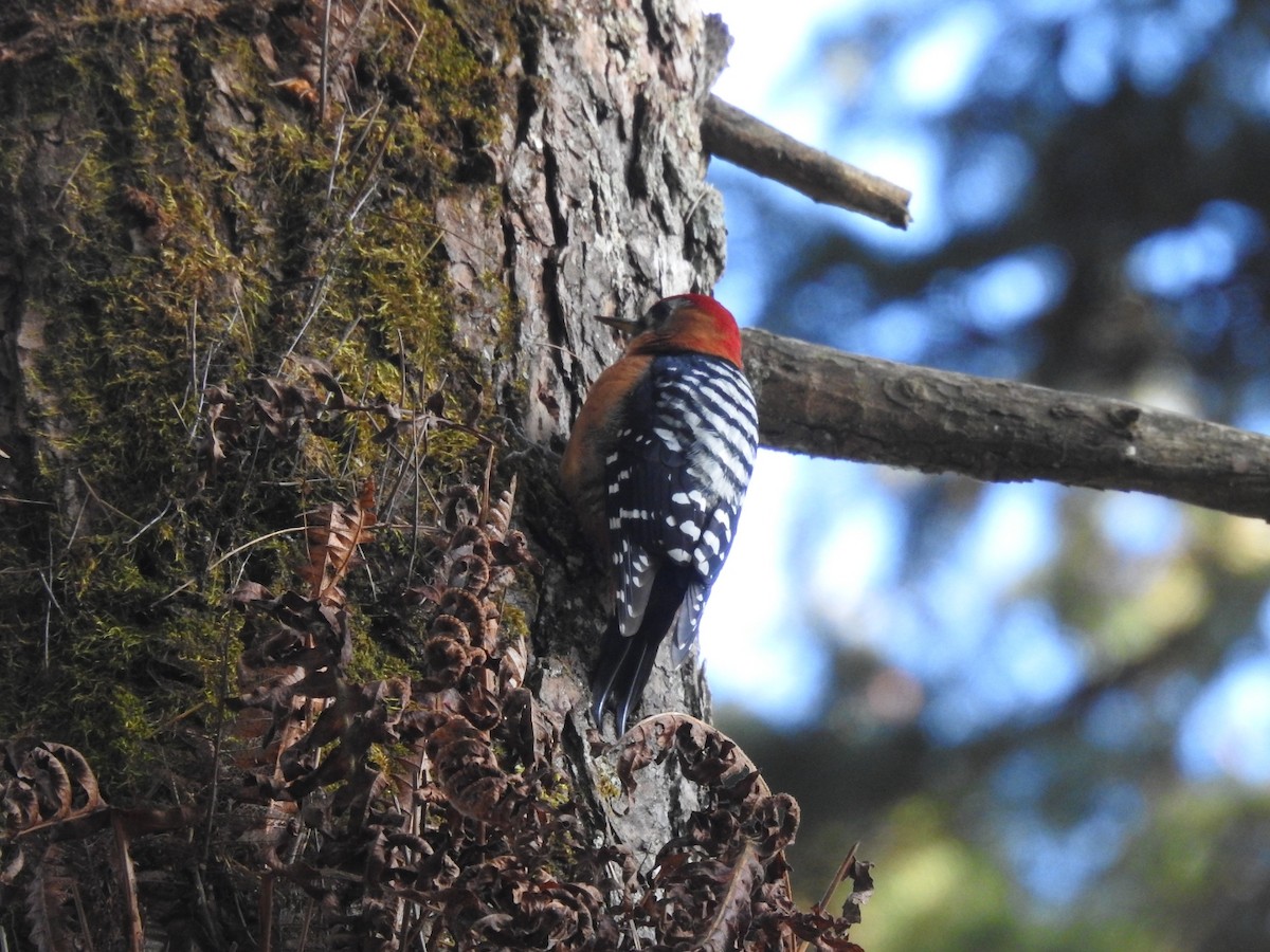 Rufous-bellied Woodpecker - ML644146905