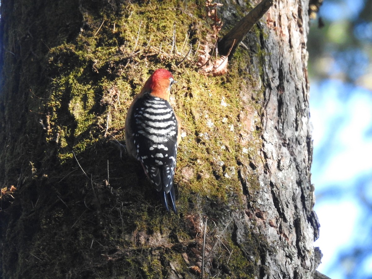 Rufous-bellied Woodpecker - ML644146910