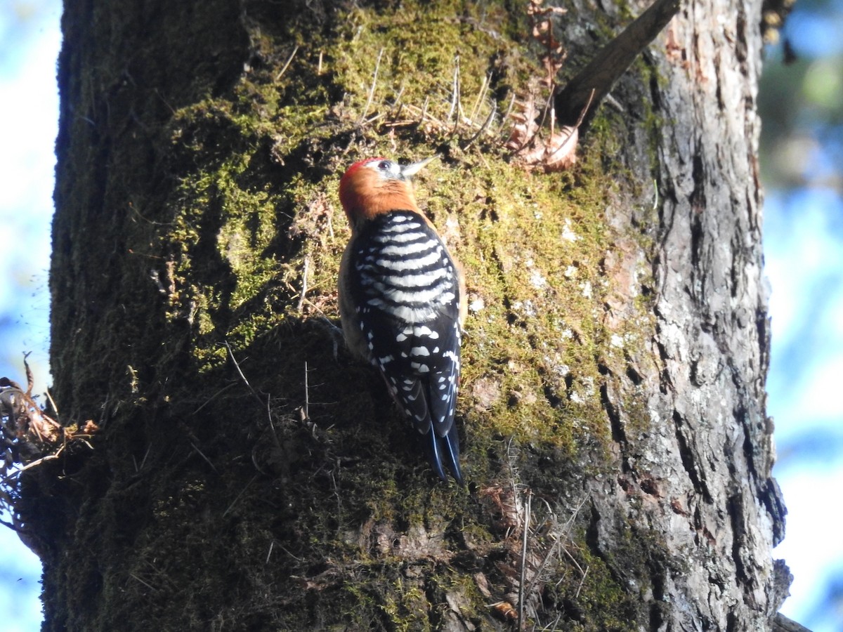 Rufous-bellied Woodpecker - ML644146920
