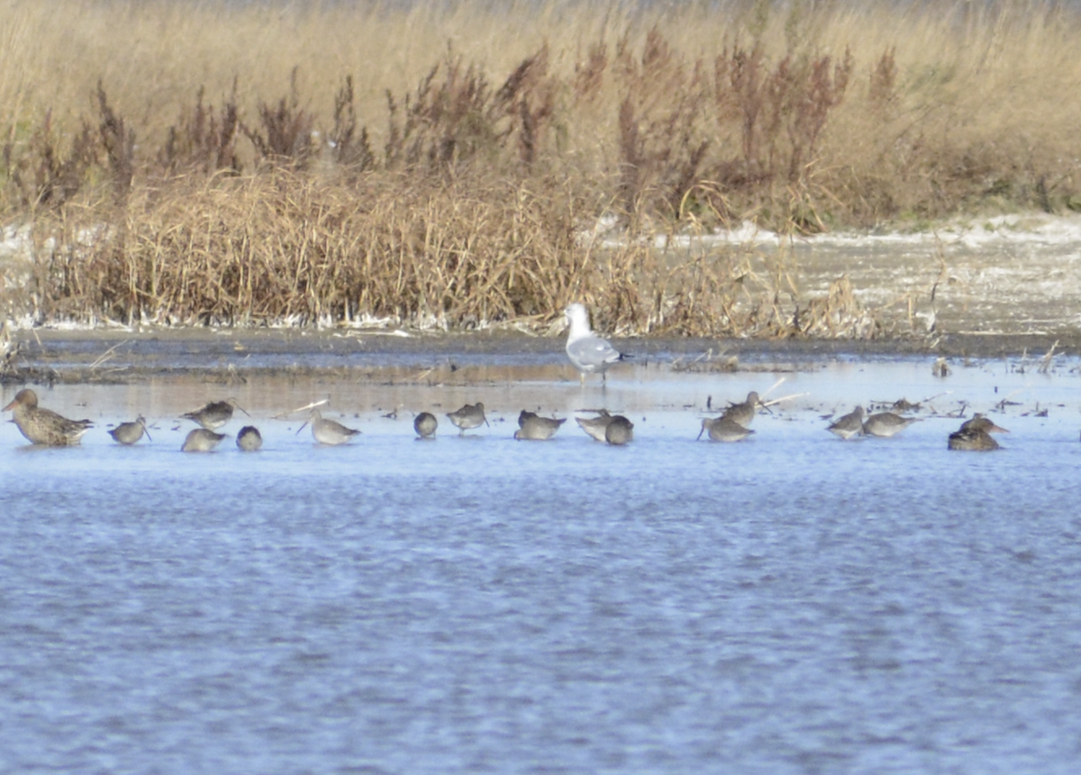 langnebbekkasinsnipe - ML644146921