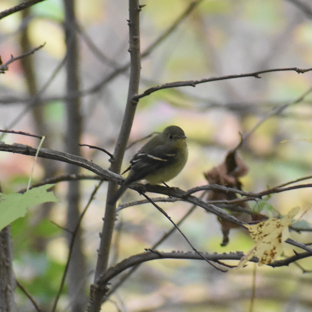 Yellow-bellied Flycatcher - ML644146924