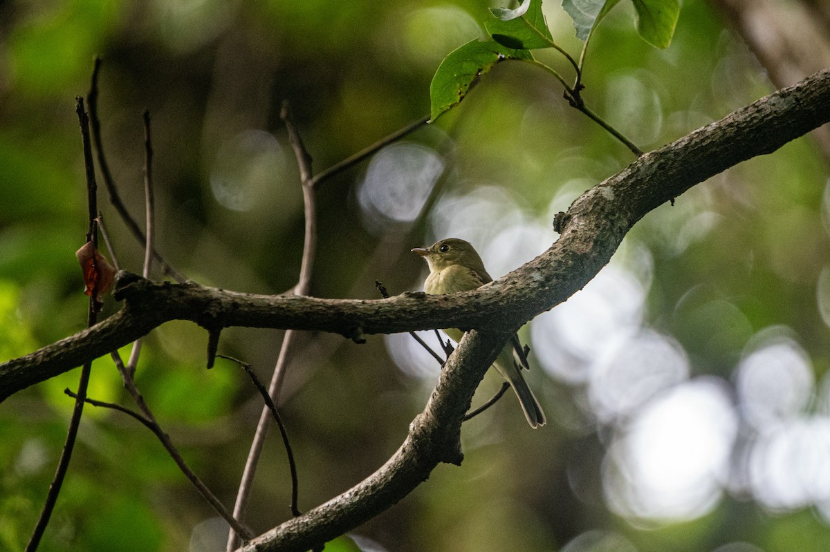 Acadian Flycatcher - ML644146930