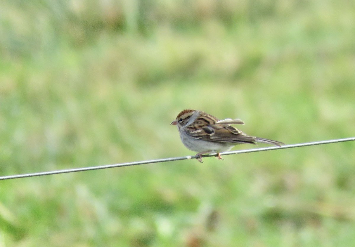Chipping Sparrow - ML644146964