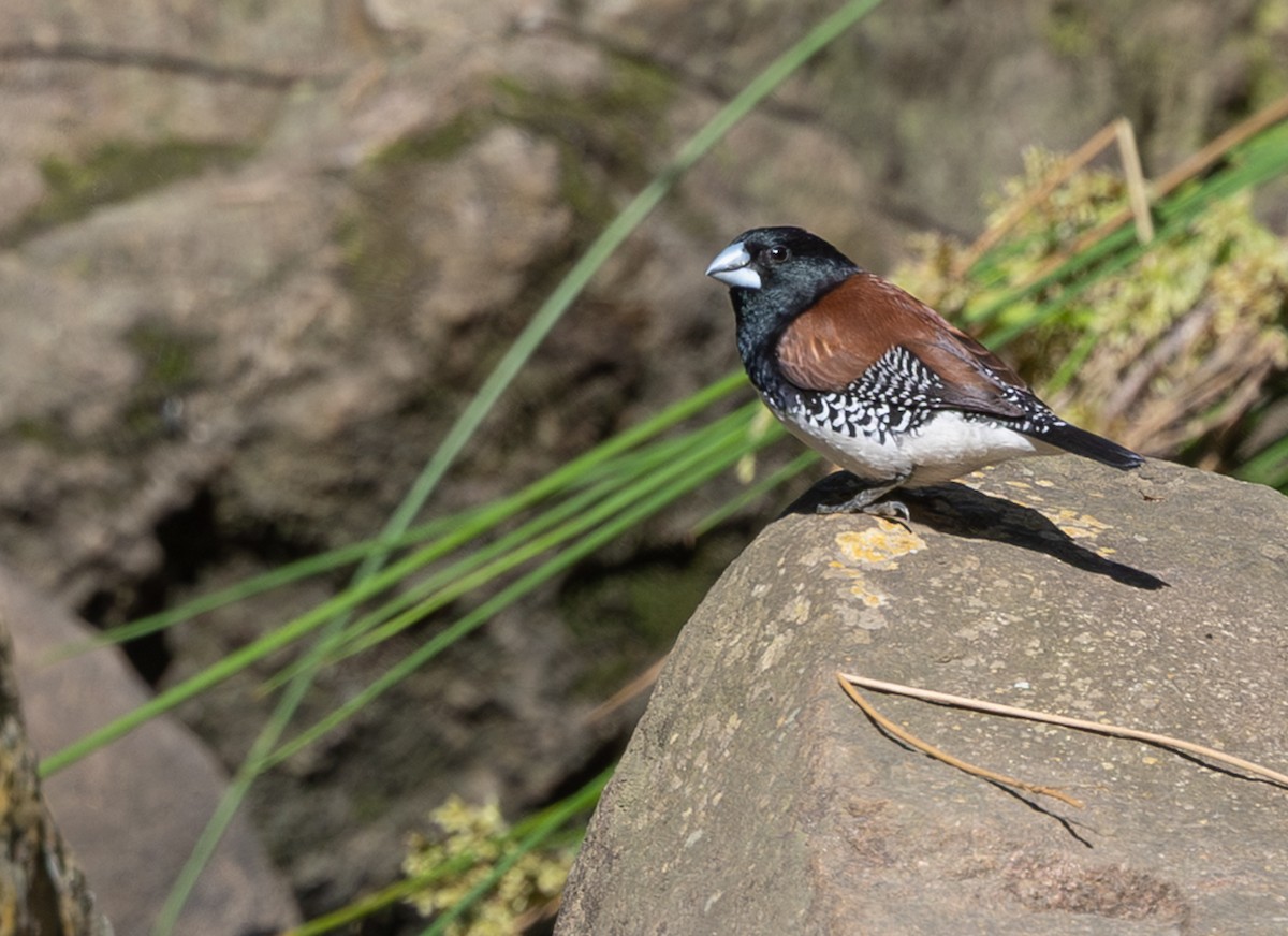 クロシチホウ（nigriceps／woltersi） - ML644146988