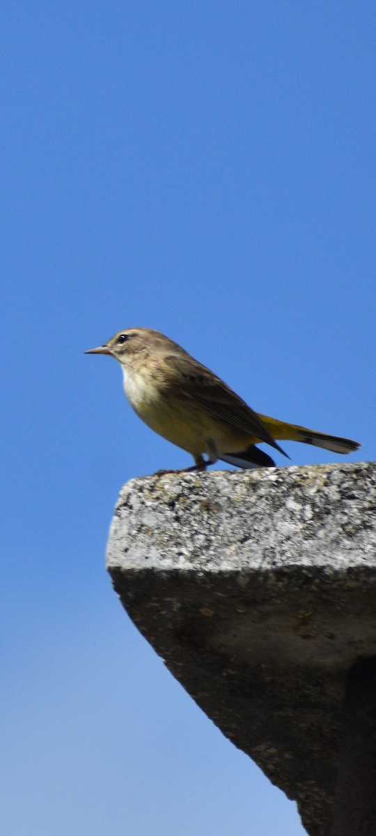 Palm Warbler - ML644147002