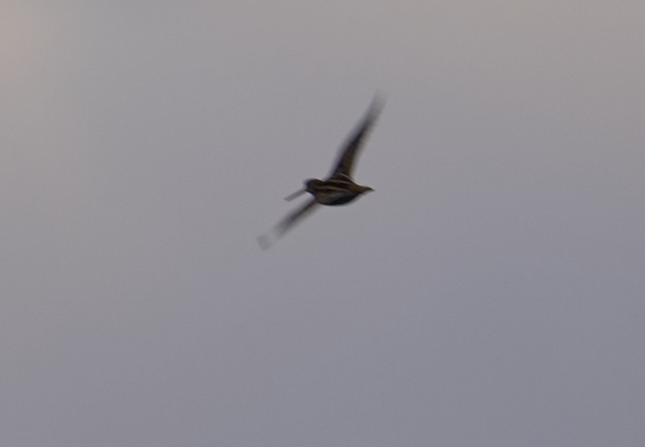 Wilson's Snipe - ML644147015