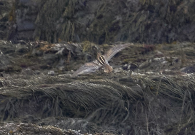 Wilson's Snipe - ML644147016