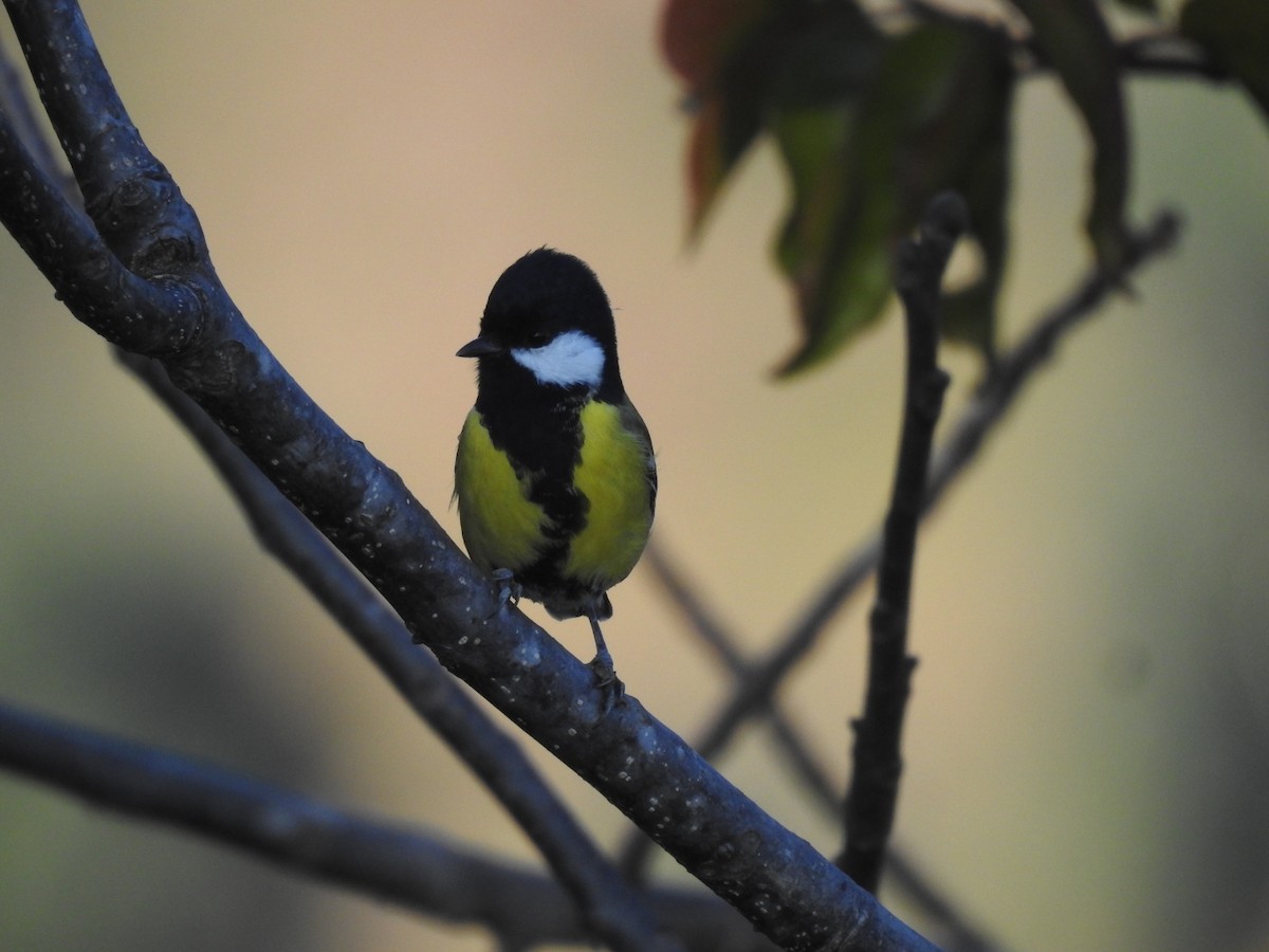 Mésange montagnarde - ML644147018