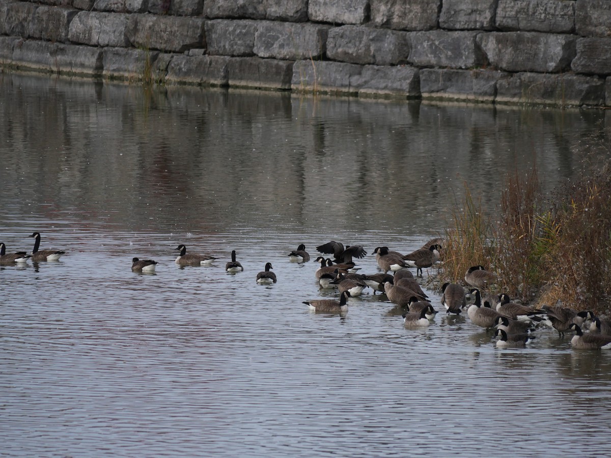 Canada Goose - ML644147020