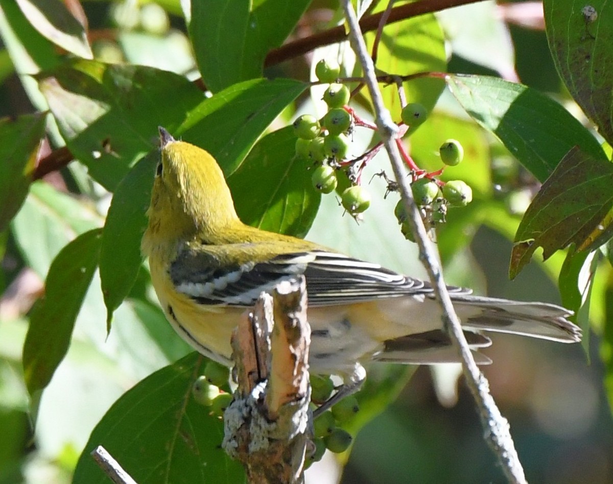 Bay-breasted Warbler - ML644147023