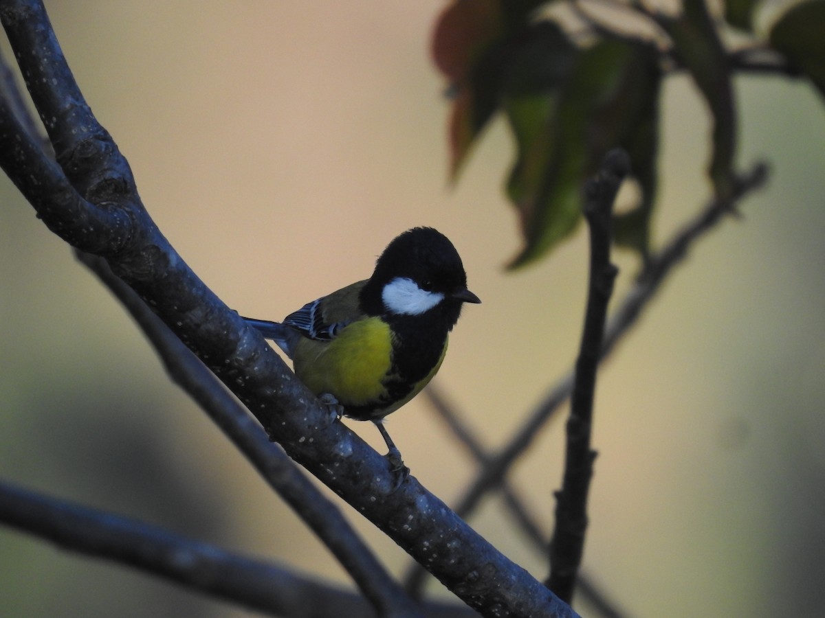 Mésange montagnarde - ML644147026