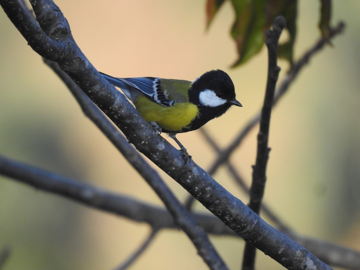 Mésange montagnarde - ML644147029
