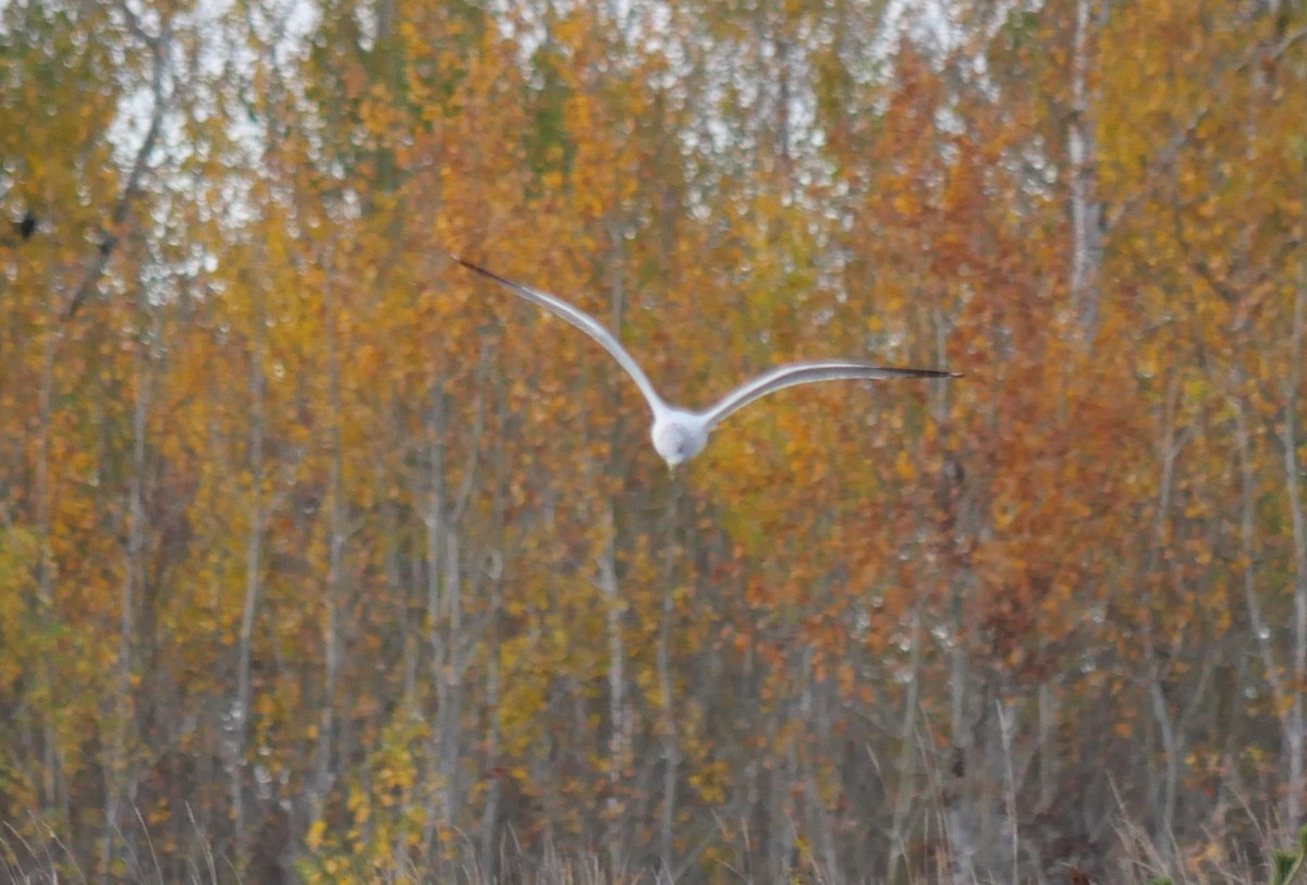 Ring-billed Gull - ML644147035