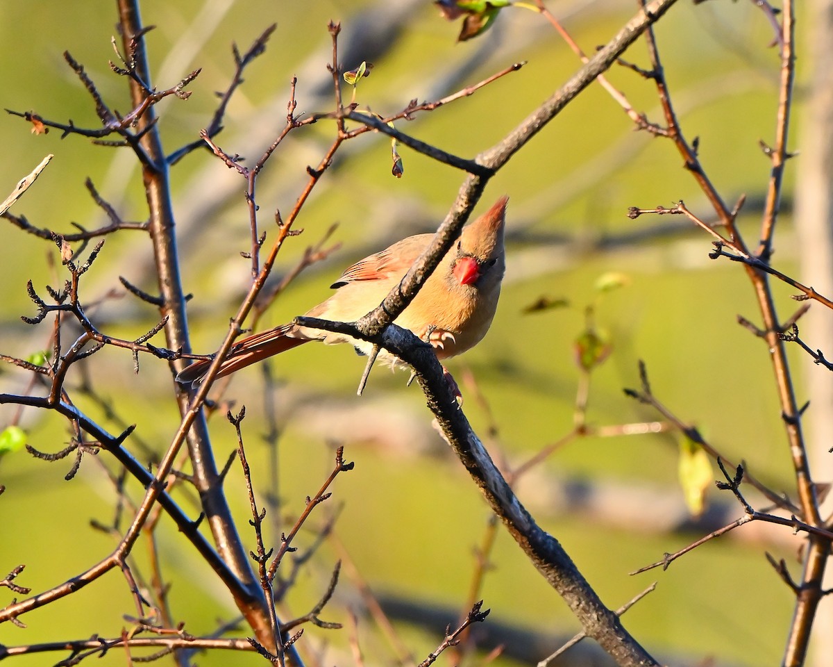 ショウジョウコウカンチョウ - ML644147043