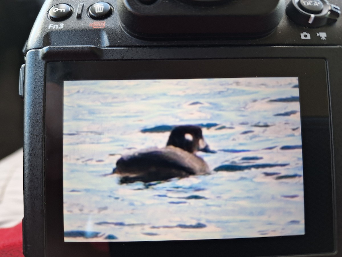 Harlequin Duck - ML644147064