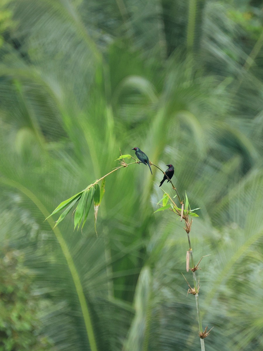 Metallic Starling - ML644147068